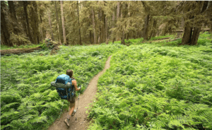 An ecotourist walking through a dense grass in forest with a backpack and shoes. 