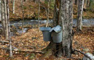 Two disposal bins installed on a tree in a forest 