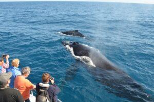 Tourists busy with a whale-watching tour