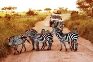 A wildlife safari with zebras on the road