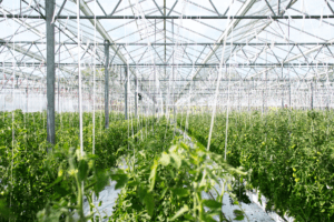A geothermally heated greenhouse
