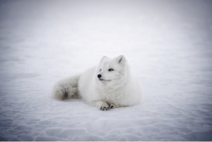 The Arctic Fox 