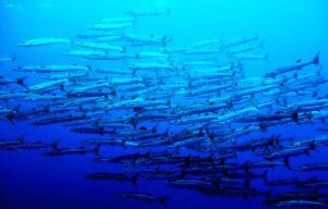 What are Sustainable & Eco-Friendly Destinations? A large school of fish swimming together in the clear blue ocean waters.