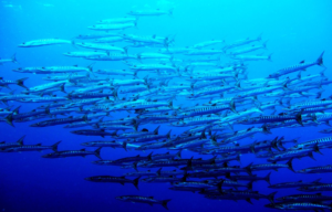 A large school of fish swimming together in the clear blue ocean waters.