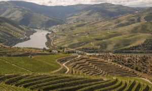 How to Discover Inspiring Eco-Friendly Travel Destinations in 2026? A scenic view of terraced vineyards on rolling hills beside a winding river, with a small town and bridge in the background—an ideal spot for those seeking eco-friendly travel destinations.