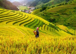 Affordable sustainable travel destinations in Vietnam with scenic rice terraces.
