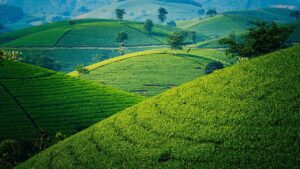 sri lanka 1